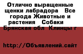 Отлично выращенные щенки лабрадора - Все города Животные и растения » Собаки   . Брянская обл.,Клинцы г.